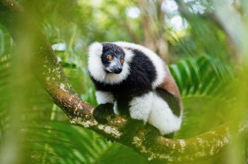 Madagascar côté nature : 5 itinéraires pour les amoureux de biodiversité