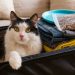 Chat senior : l’alimentation idéale pour un long voyage en pleine forme
