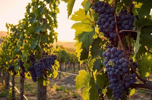 Visiter un domaine viticole : pourquoi vivre cette expérience ?