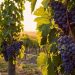 Visiter un domaine viticole : pourquoi vivre cette expérience ?